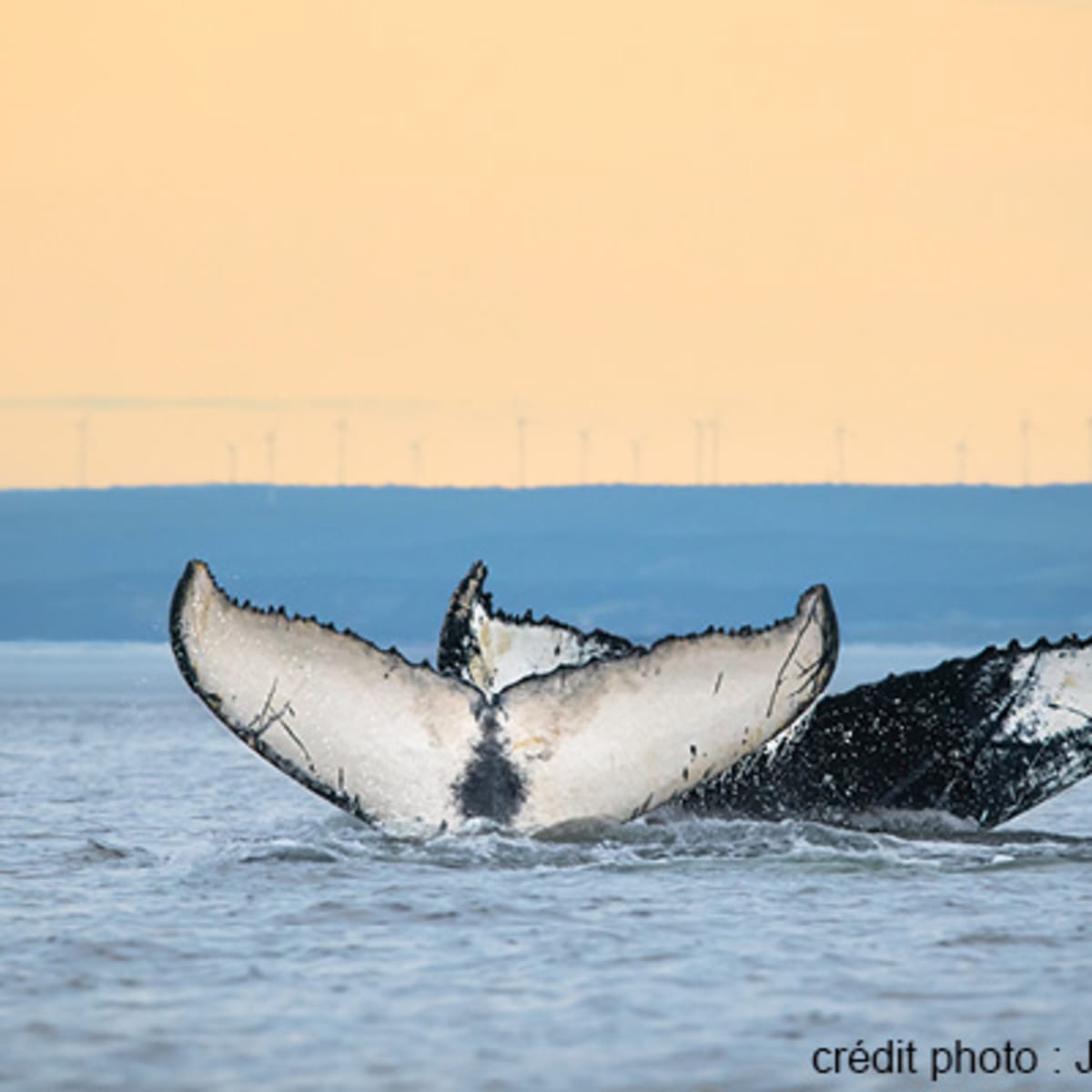 viens_voir_les_baleines_5