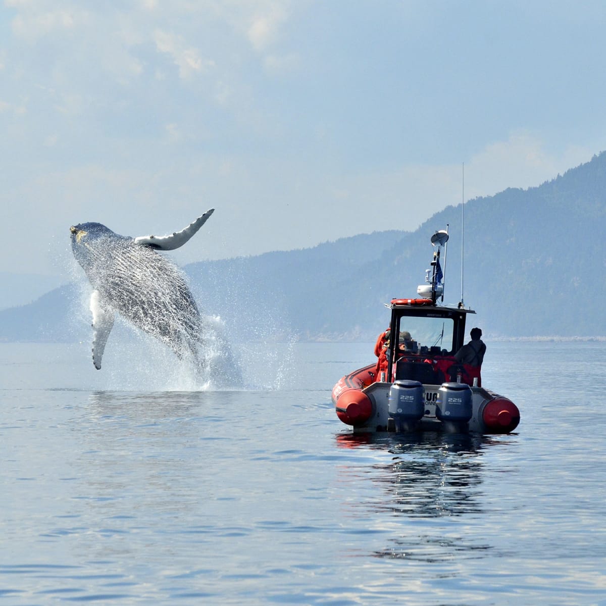 viens_voir_les_baleines_6