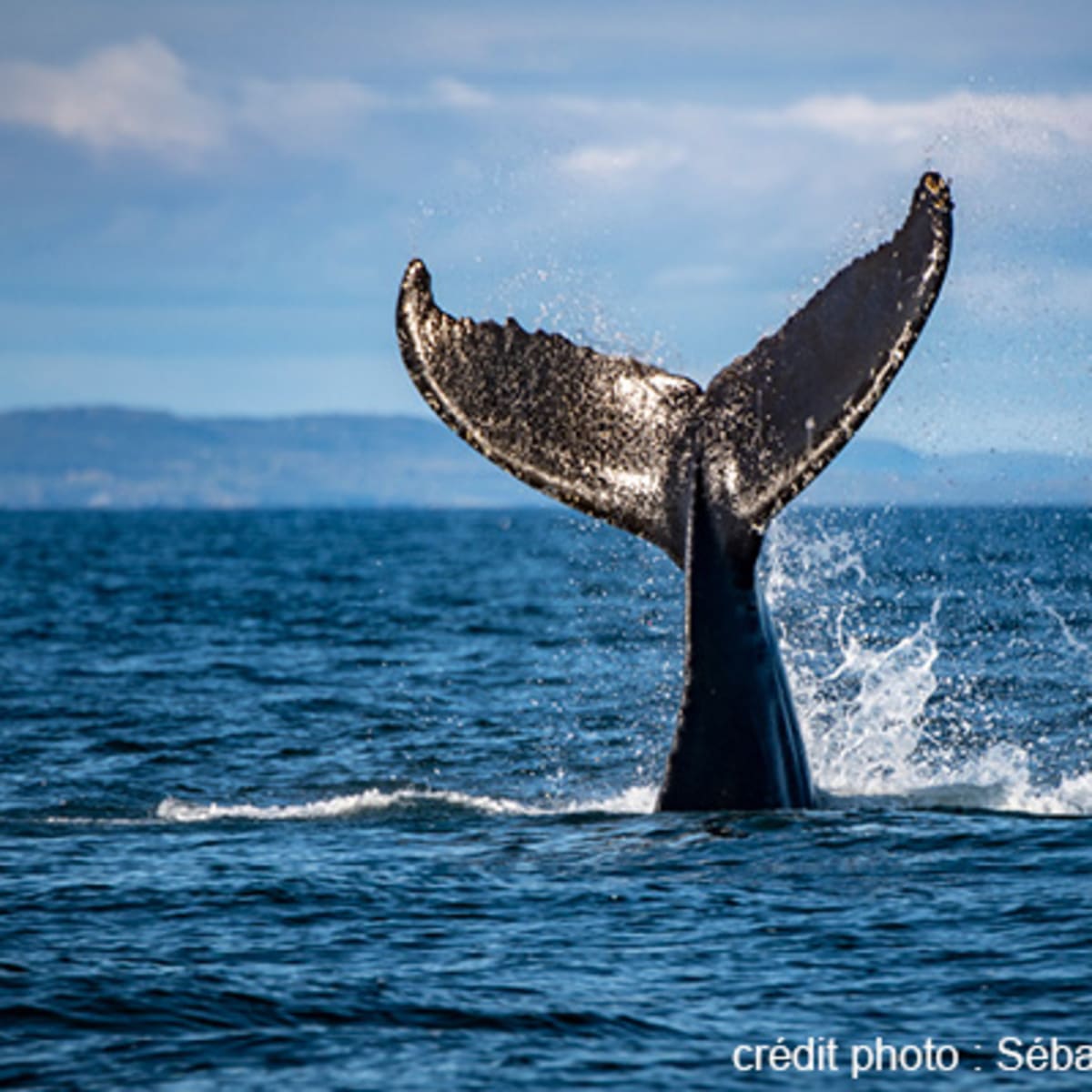 viens_voir_les_baleines_7