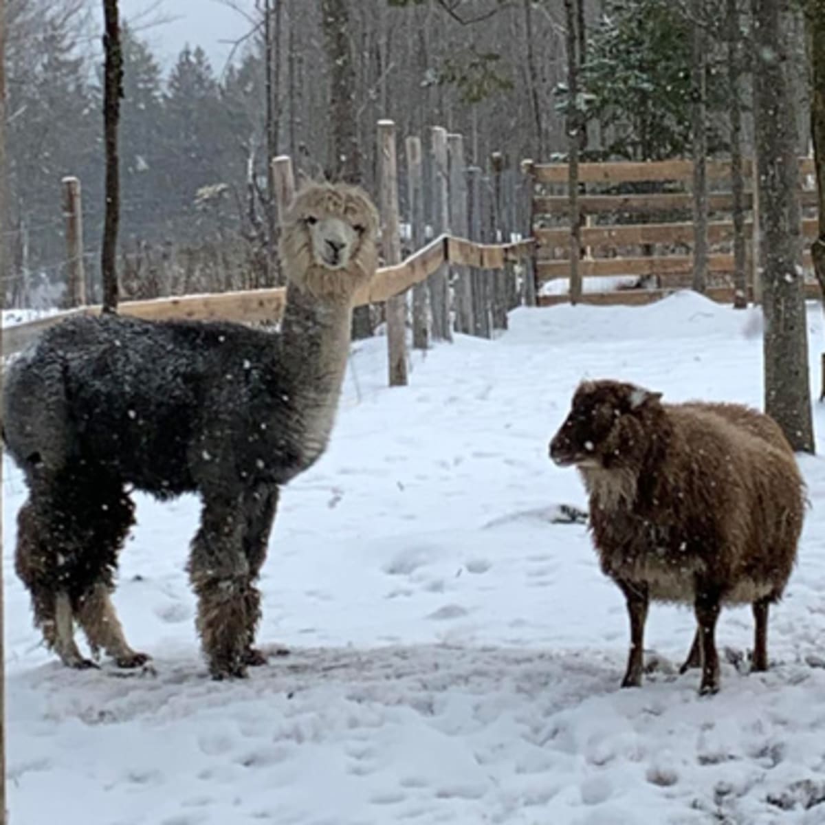 zoo_animation_estrie_1_h