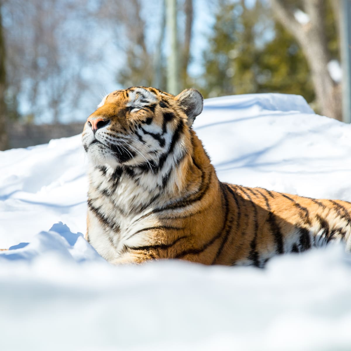 zoo_de_granby_1_h