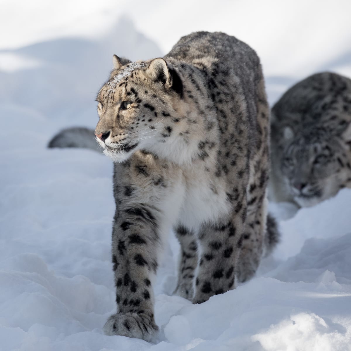 zoo_de_granby_3_h