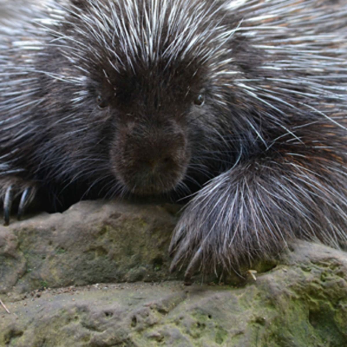 zoo_ecomuseum_10
