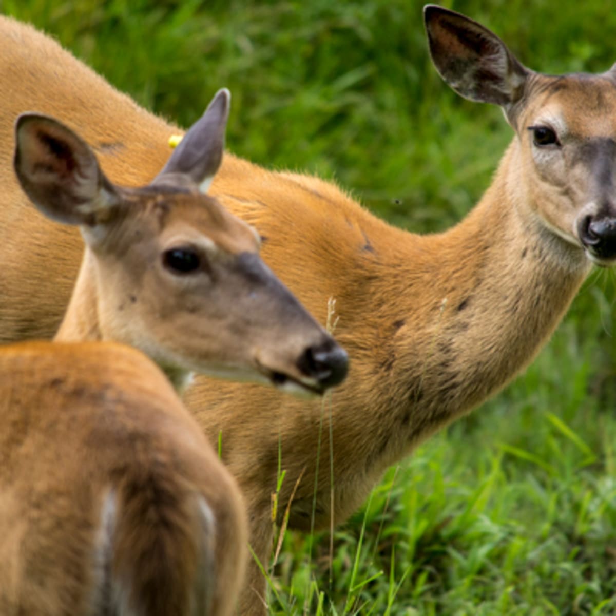 zoo_ecomuseum_1_a