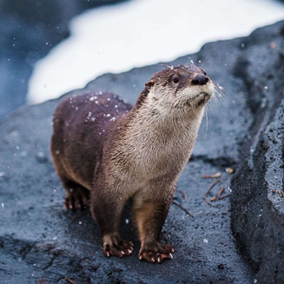 zoo_ecomuseum_1_h