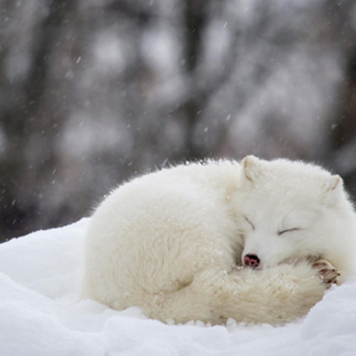 zoo_ecomuseum_2_h