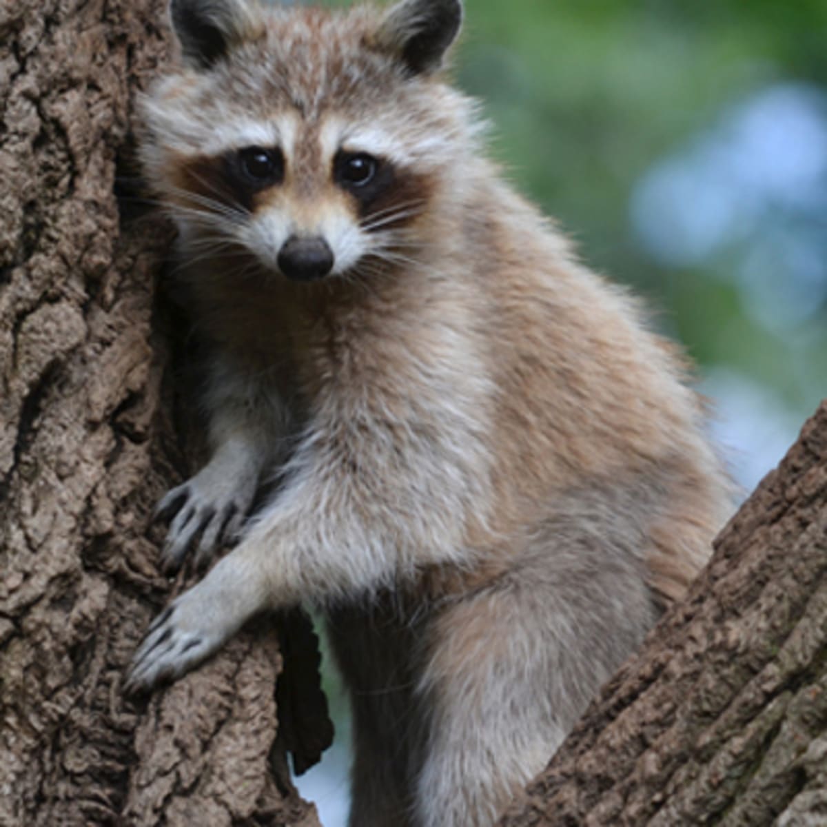 zoo_ecomuseum_3