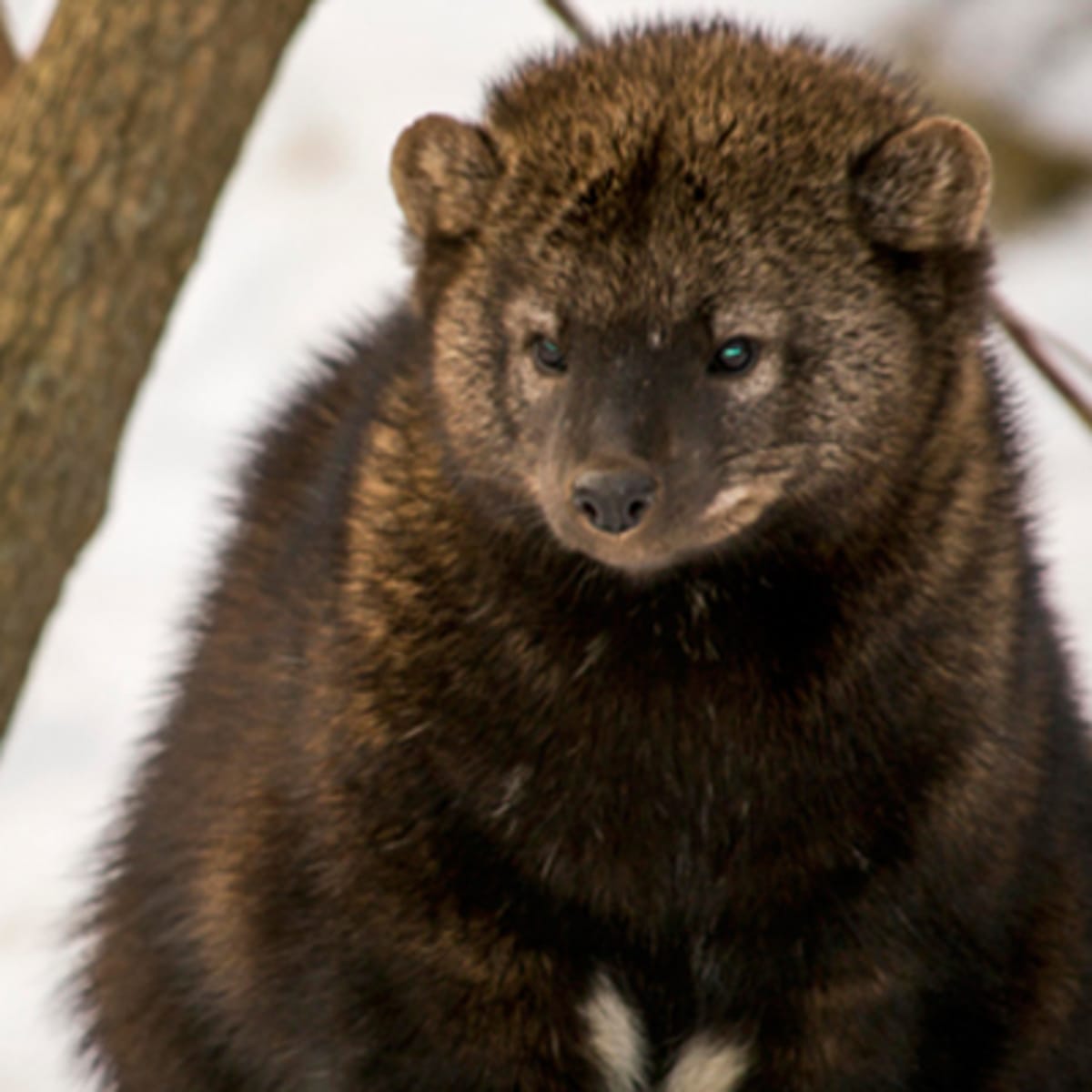 zoo_ecomuseum_4_h
