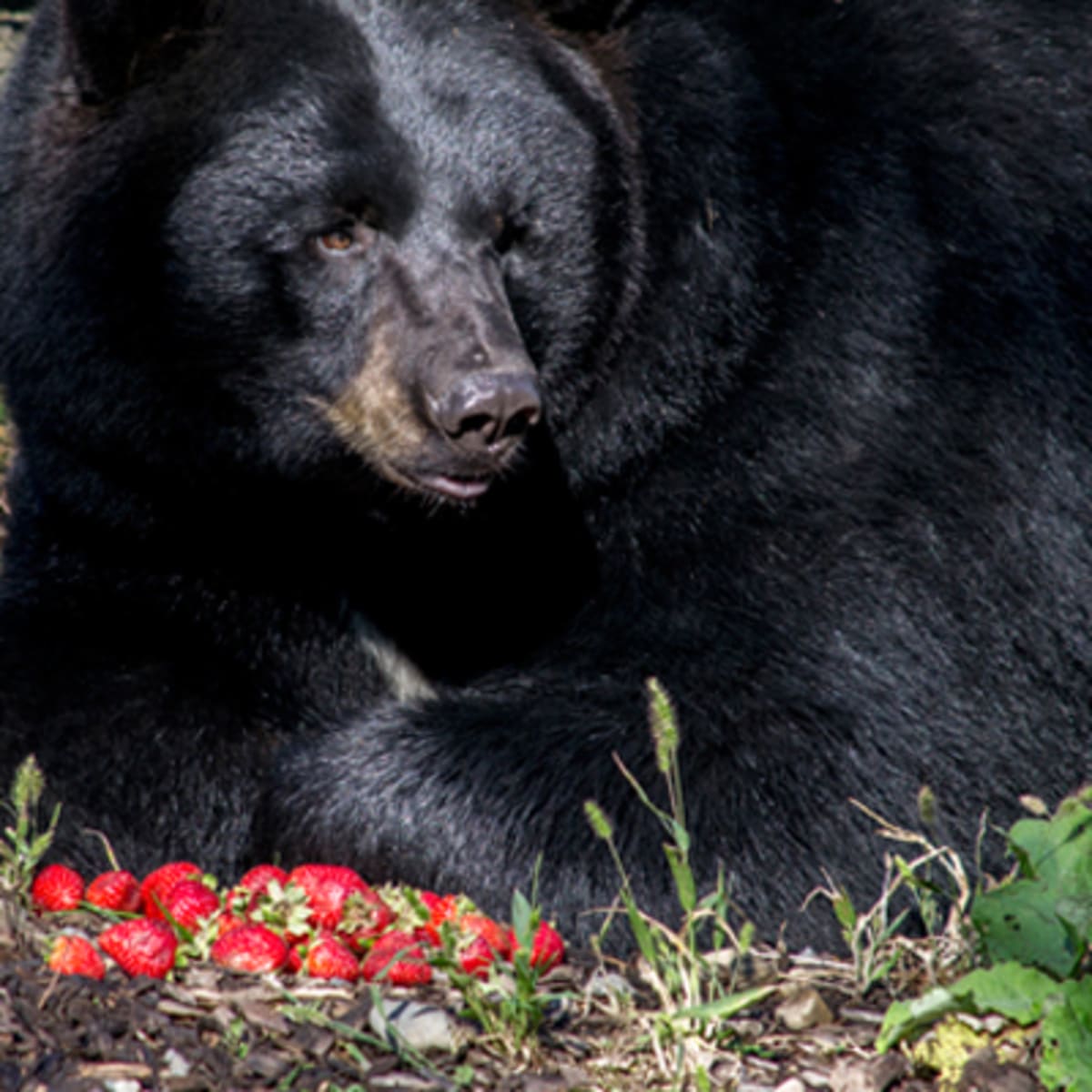 zoo_ecomuseum_5