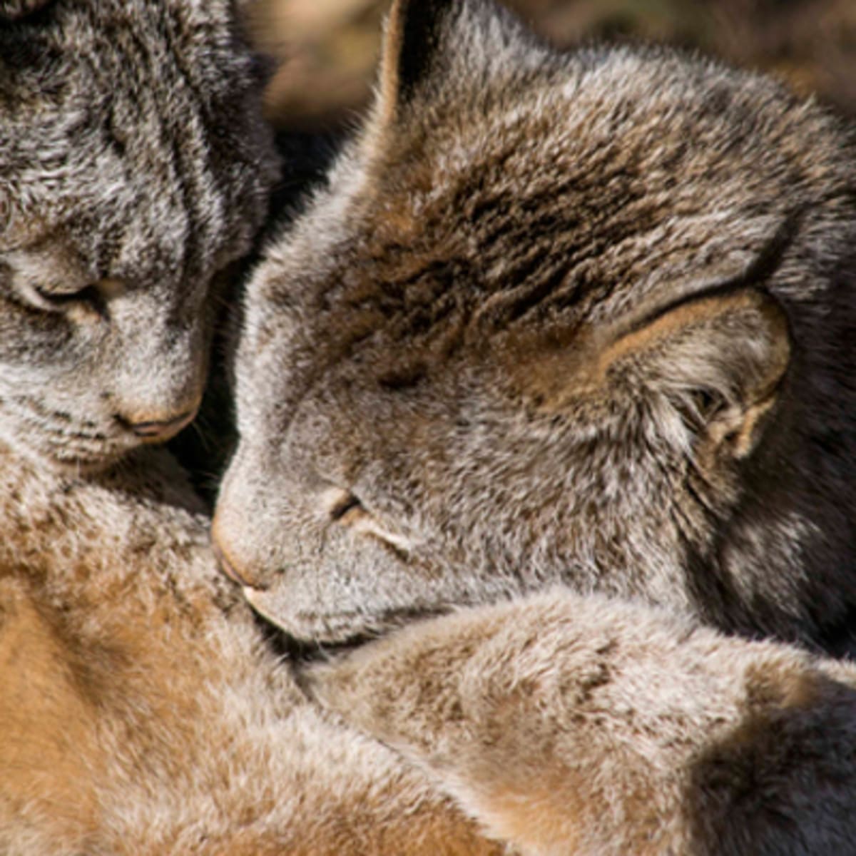 zoo_ecomuseum_7