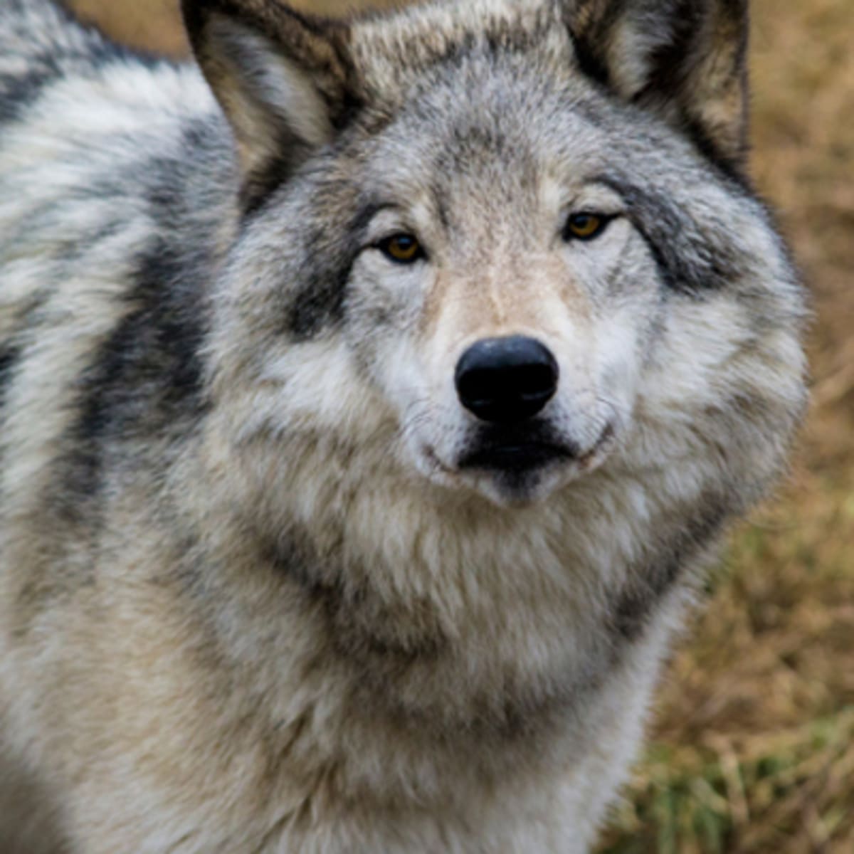 zoo_ecomuseum_8