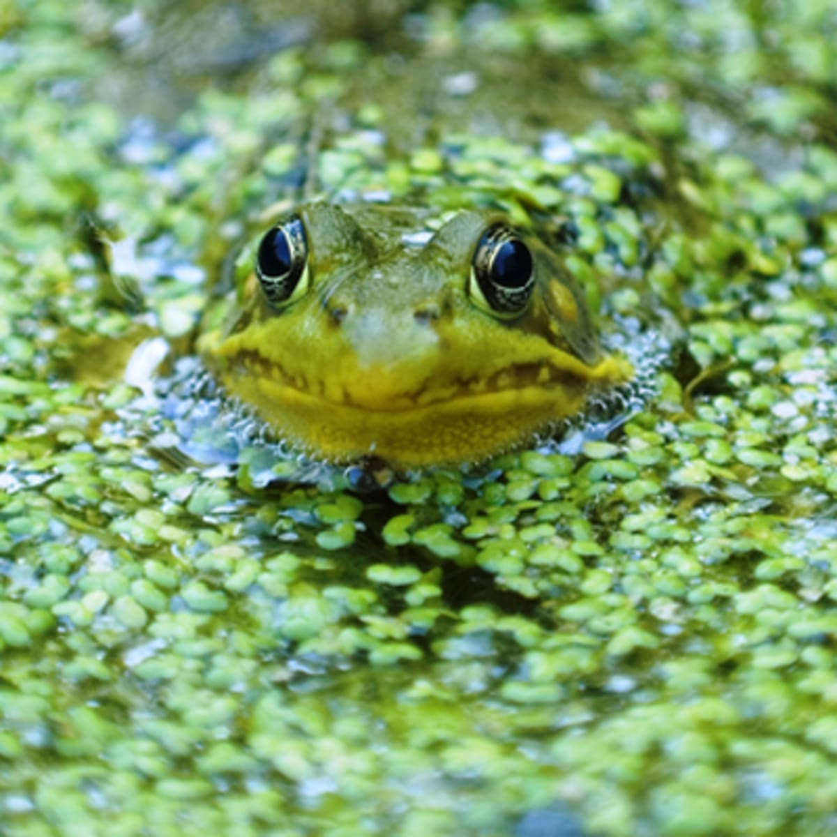 zoo_ecomuseum_9