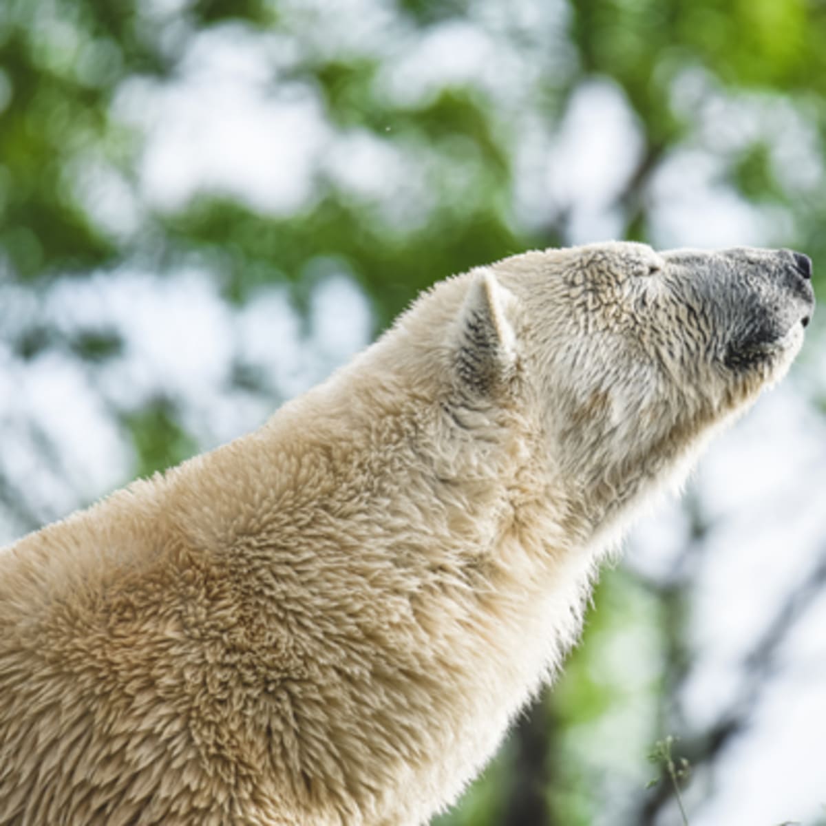 zoo_sauvage_de_saint_felicien_12