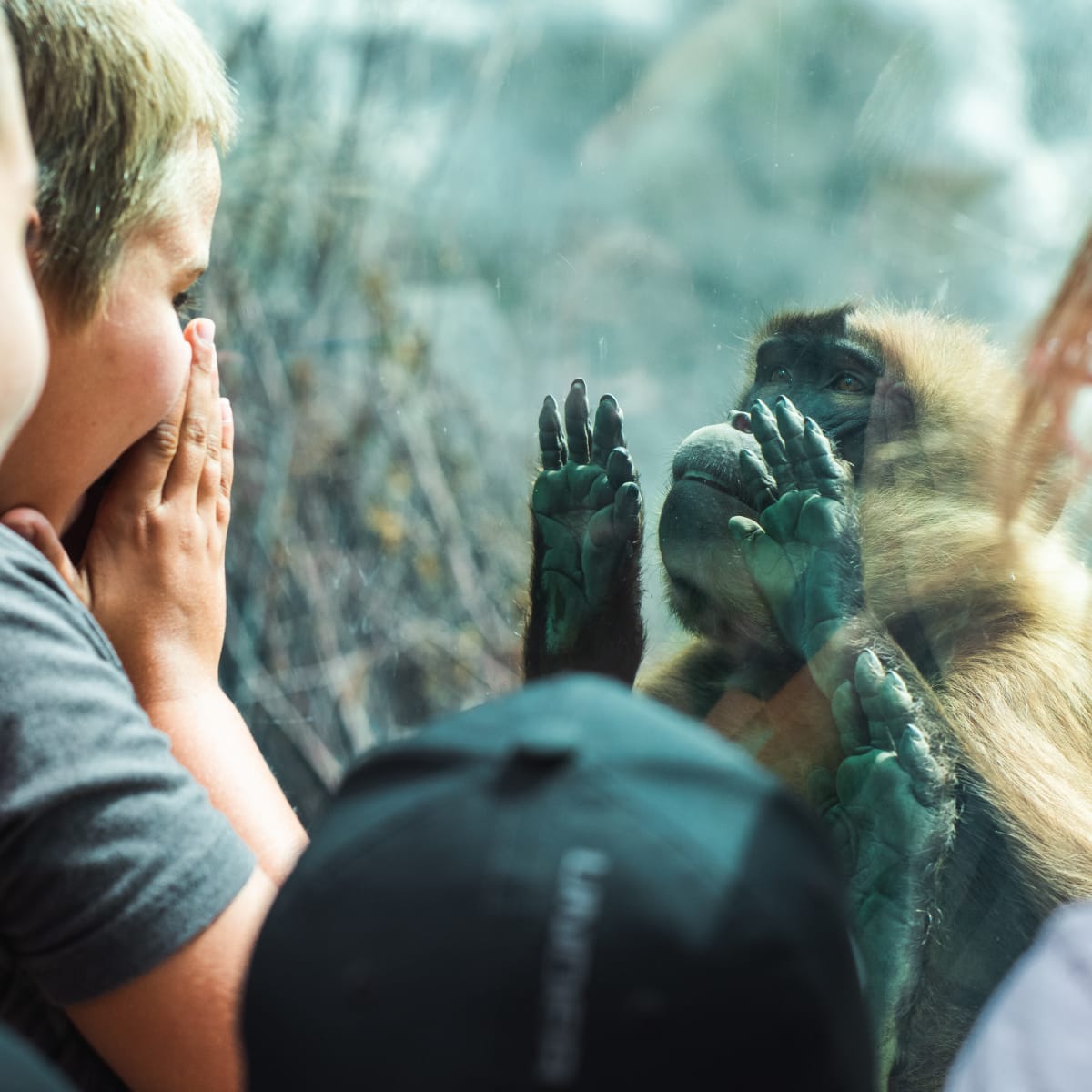 zoo_sauvage_de_saint_felicien_8