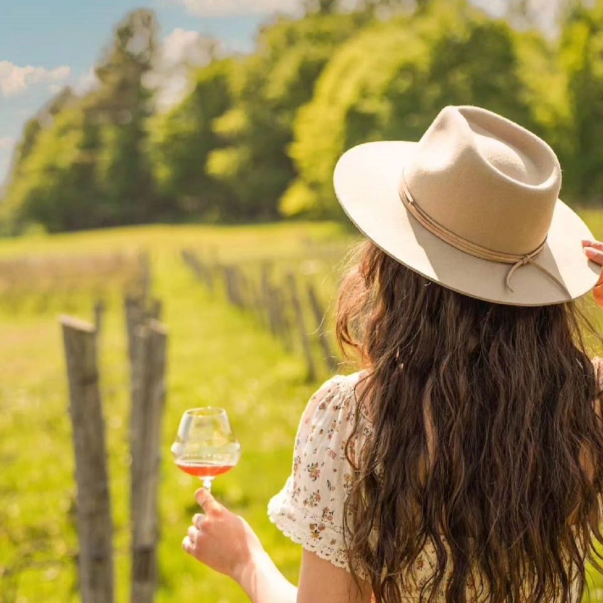 Un vignoble.