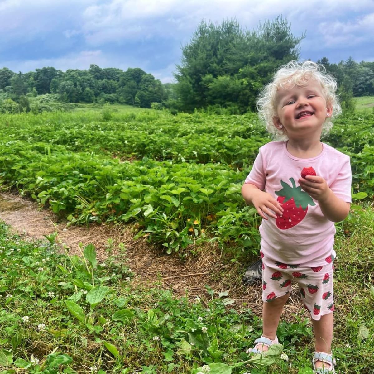Un champ de fraises.