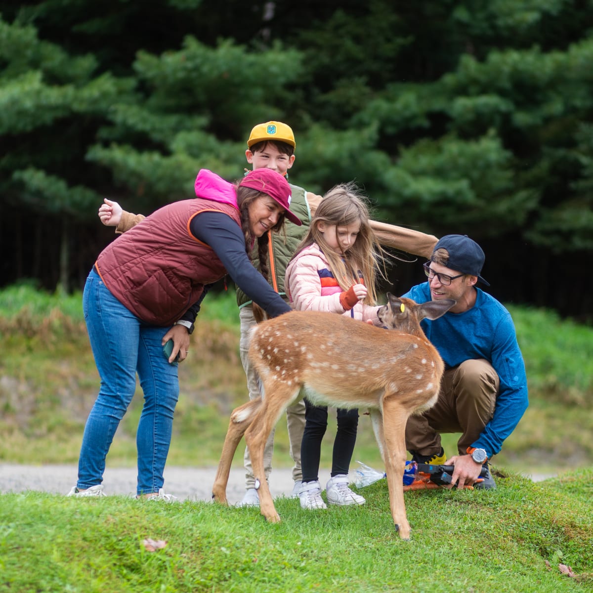 Famille autour d'un chevreuil.