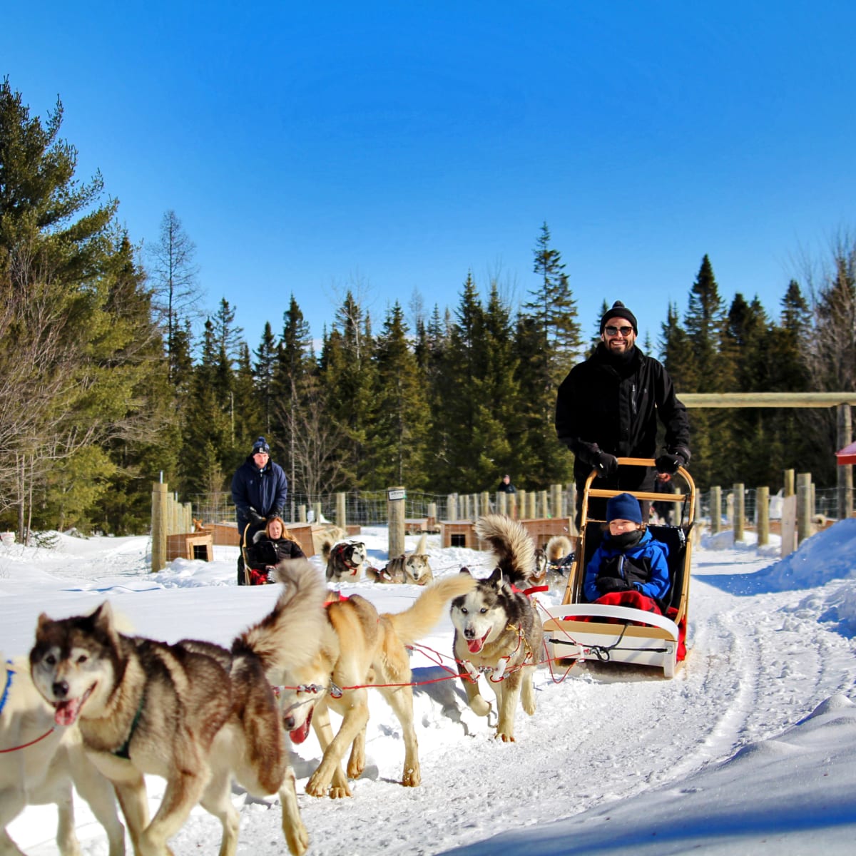 Randonnée en traîneau à chiens