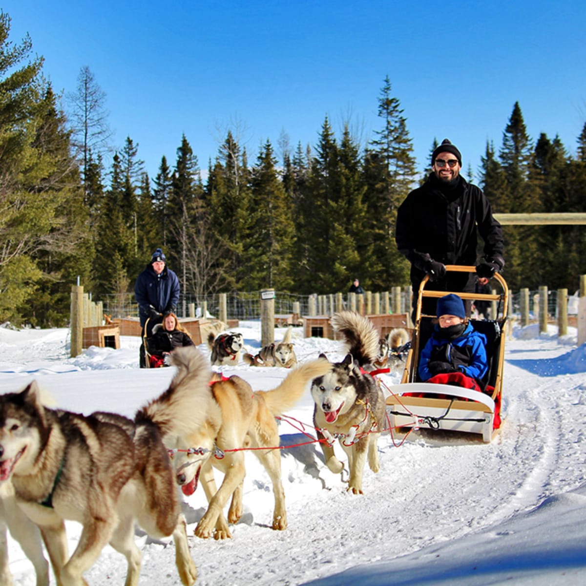 Two groups of sled dogs with mushers and riders.