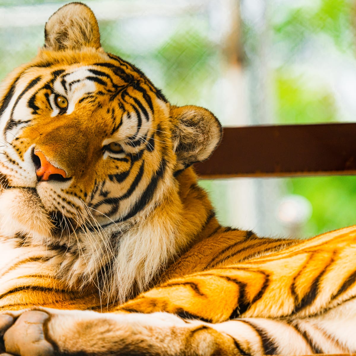 Tiger at the Complexe Atlantide