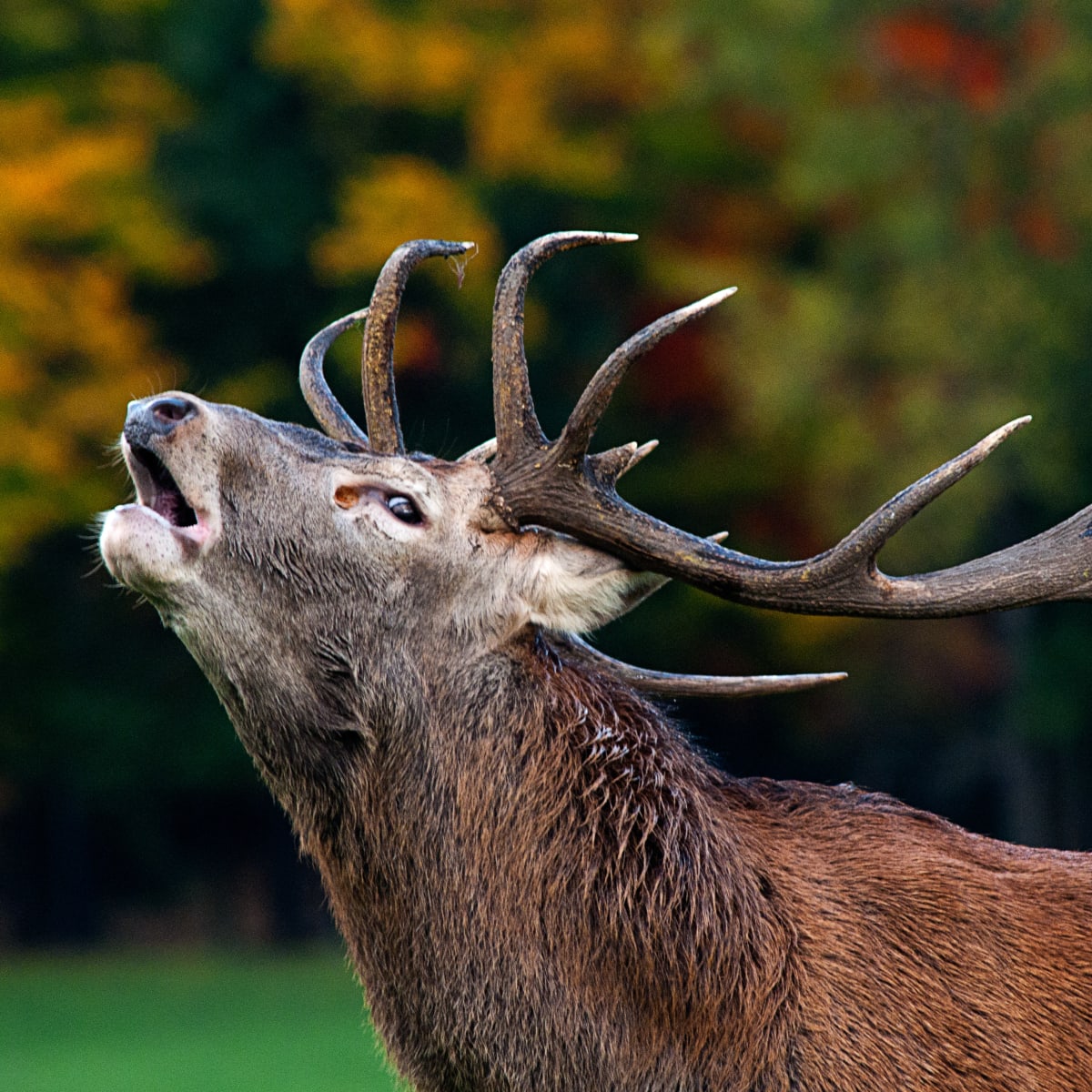 Red deer at Parc Oméga.