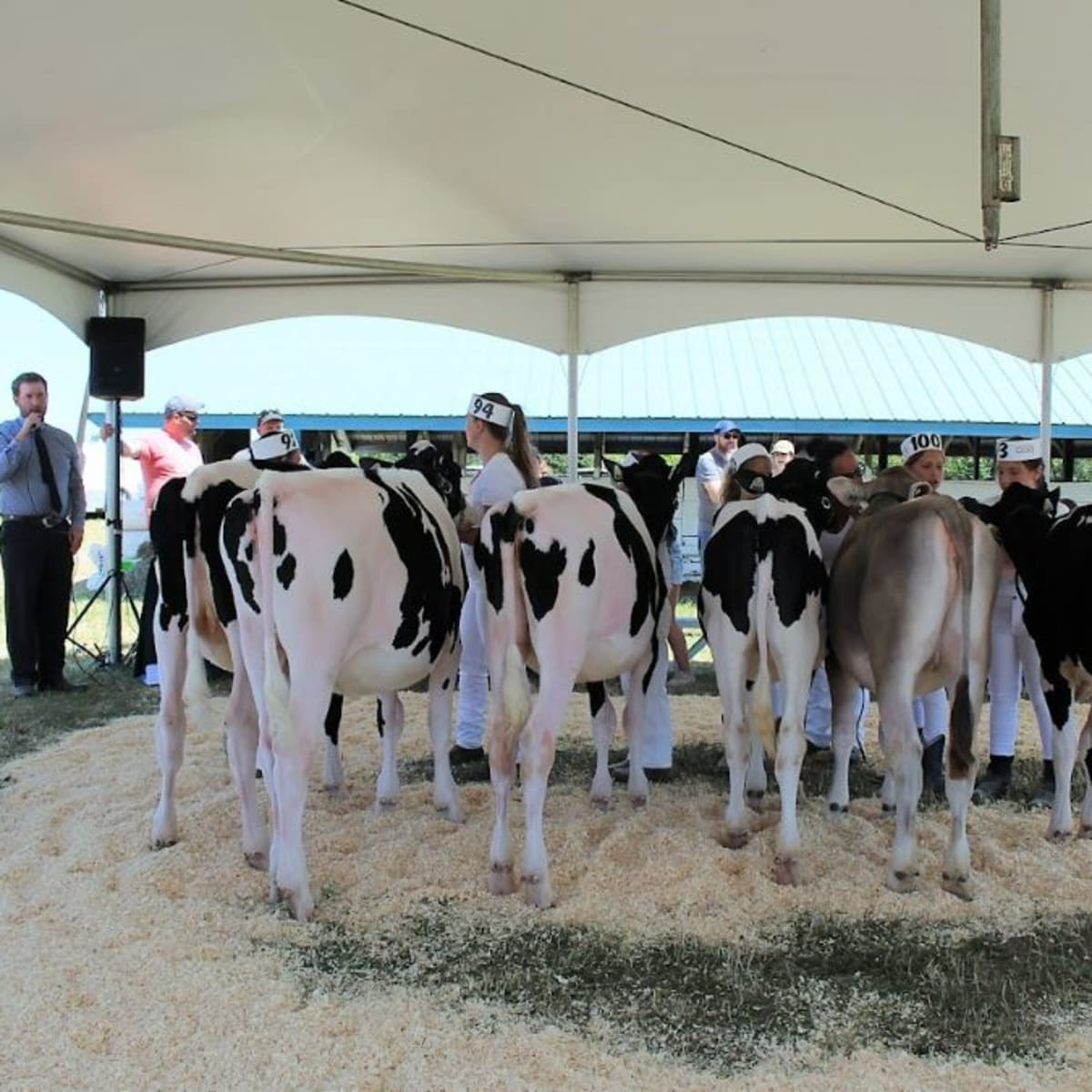 Rangée de vaches à exposition agricole de Calixa-Lavallée