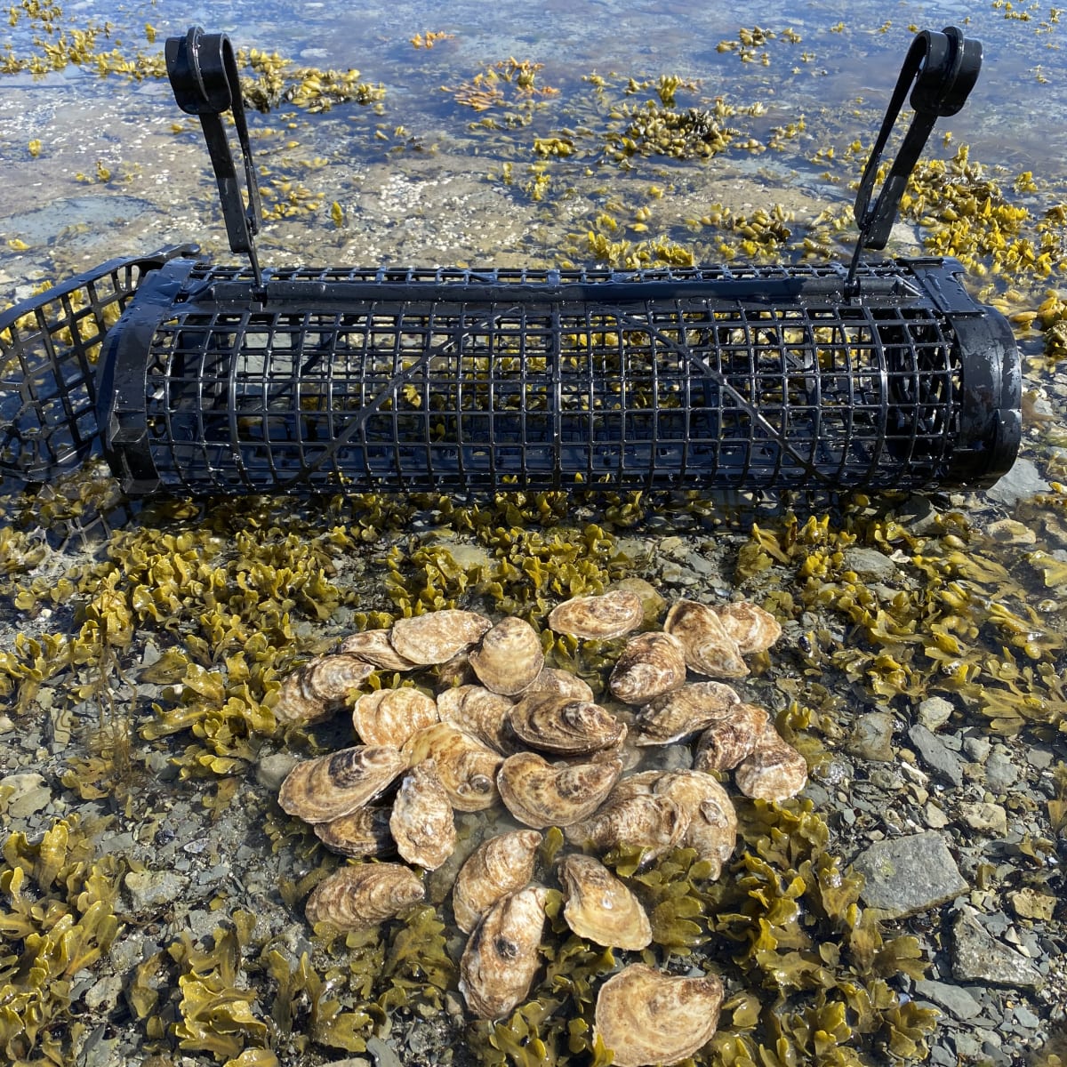 Panier et huîtres dans l'eau.