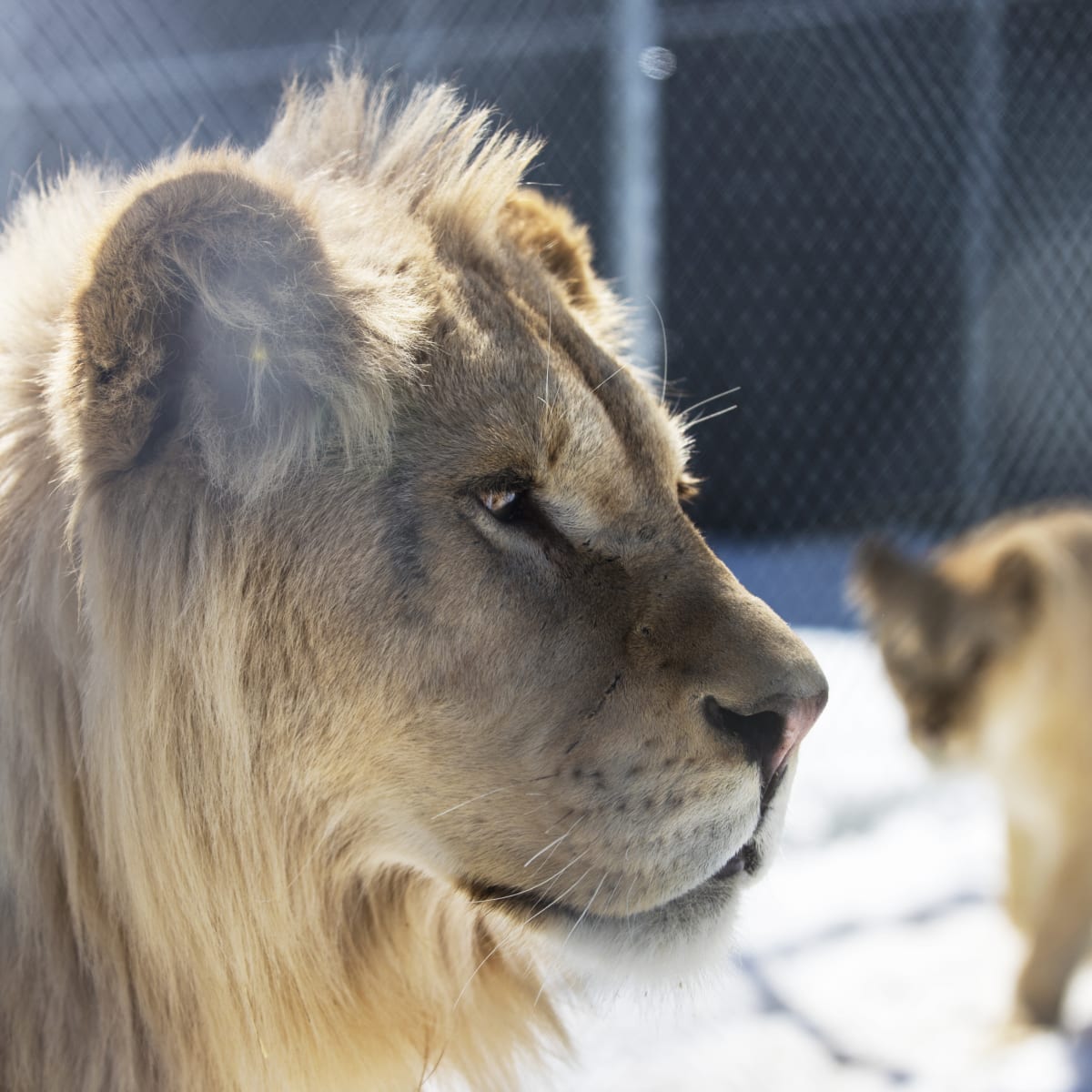 Deux lions au Familizoo