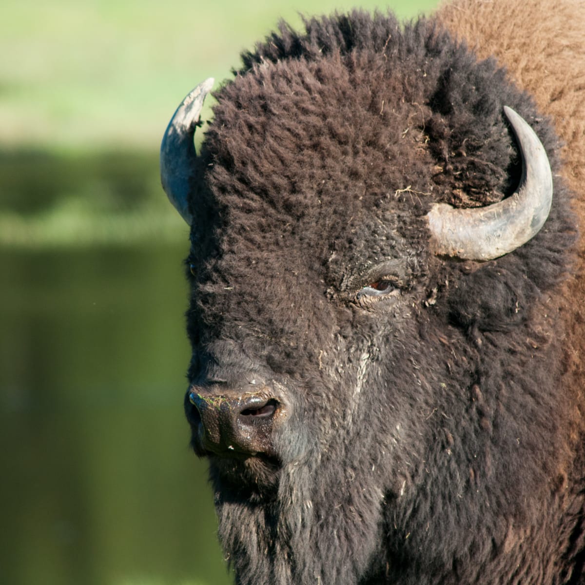 Bison au Parc Oméga