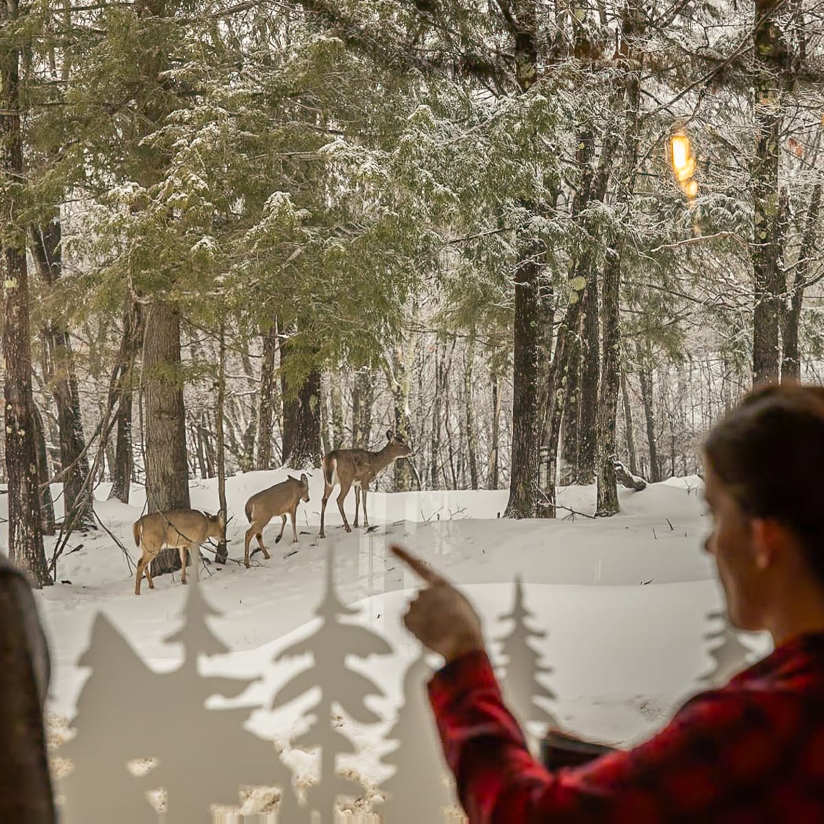 Couple à l'intérieur du chalet qui observe les daims à l'extérieur.