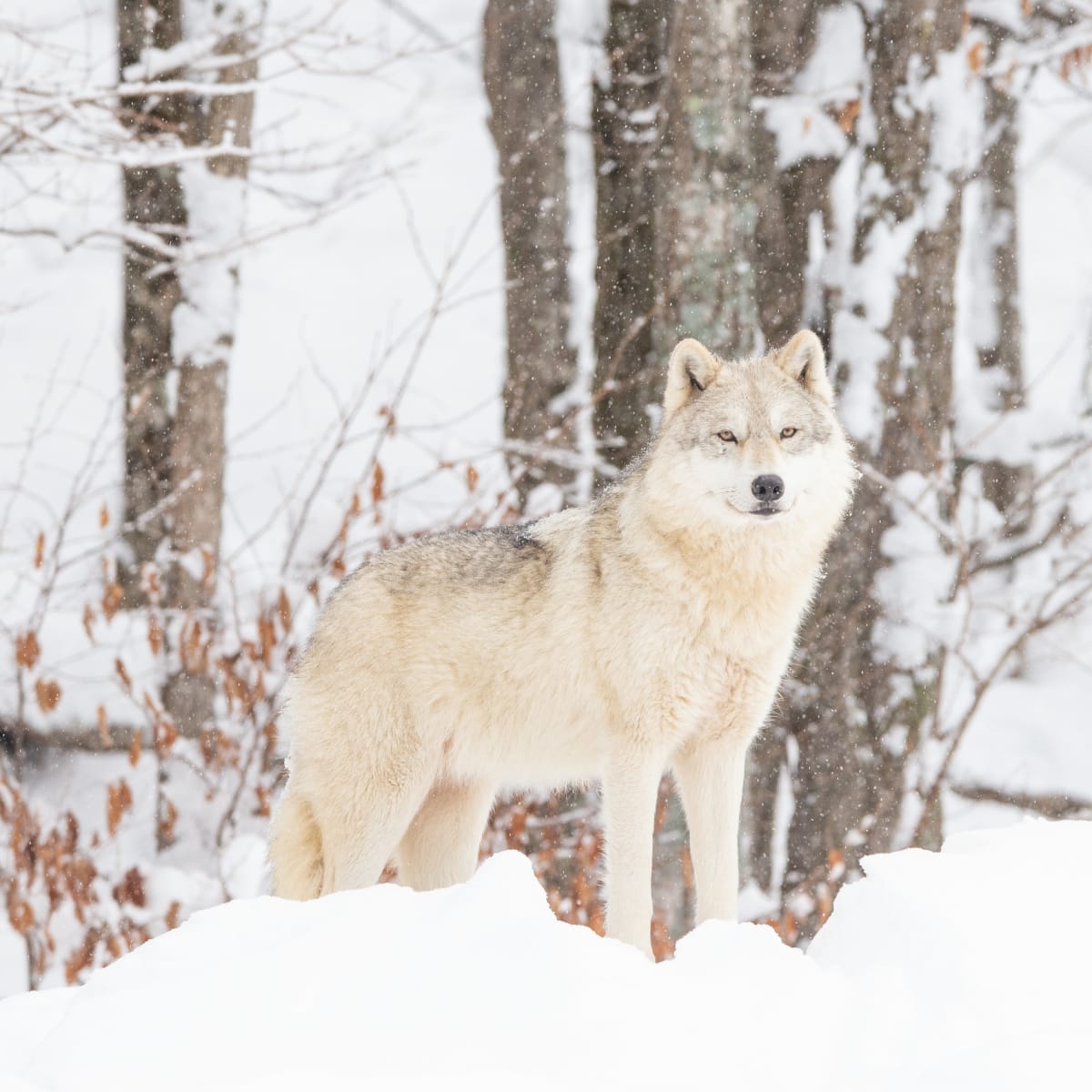 Loup arctique dans la neige au Parc Oméga.