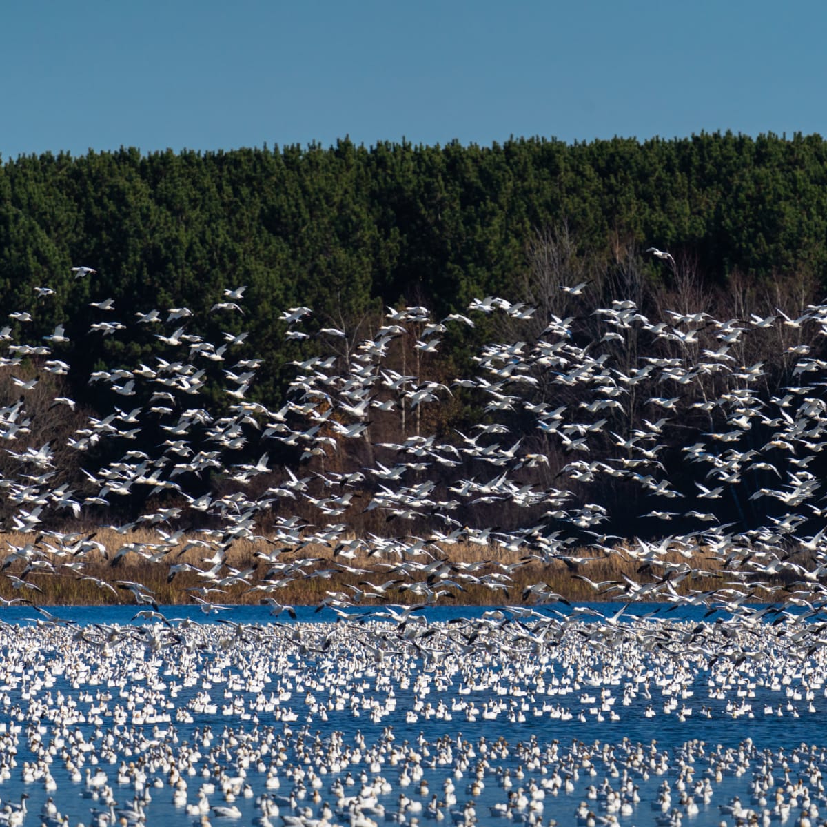 Thousands of snow geese in the sky in Victoriaville.