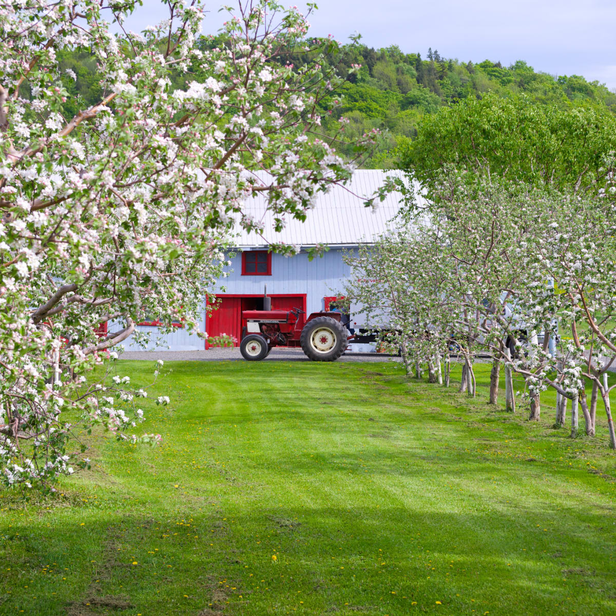 Flowering apple trees.