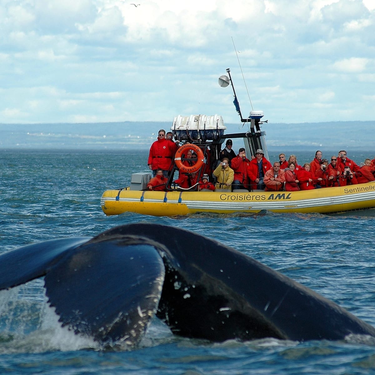 Zodiac rempli de passagers en train d'observer la queue d'une baleine qui émerge de l'eau.