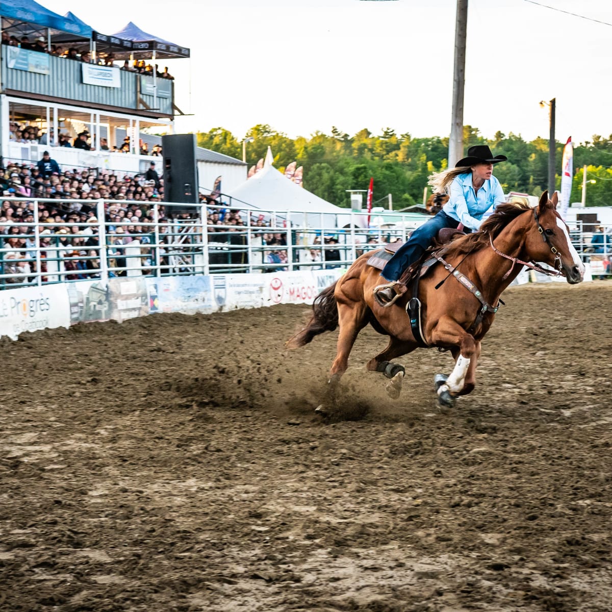 Woman in a rodeo on her horse in front of the crowd.