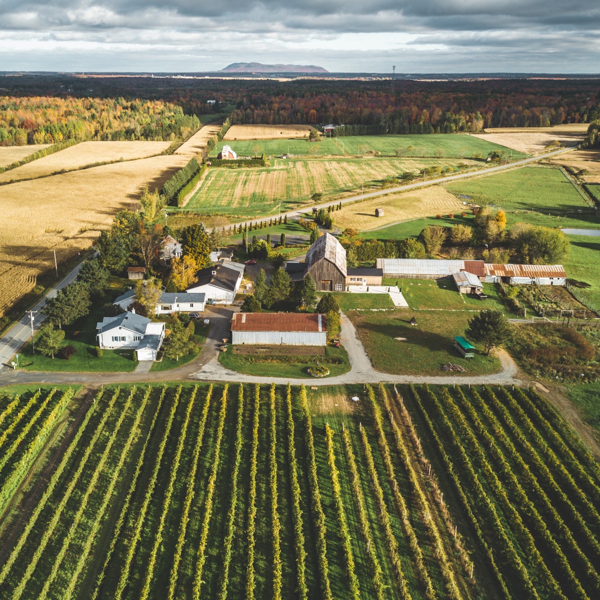 Fields of grapes, rural scenery and vineyard.