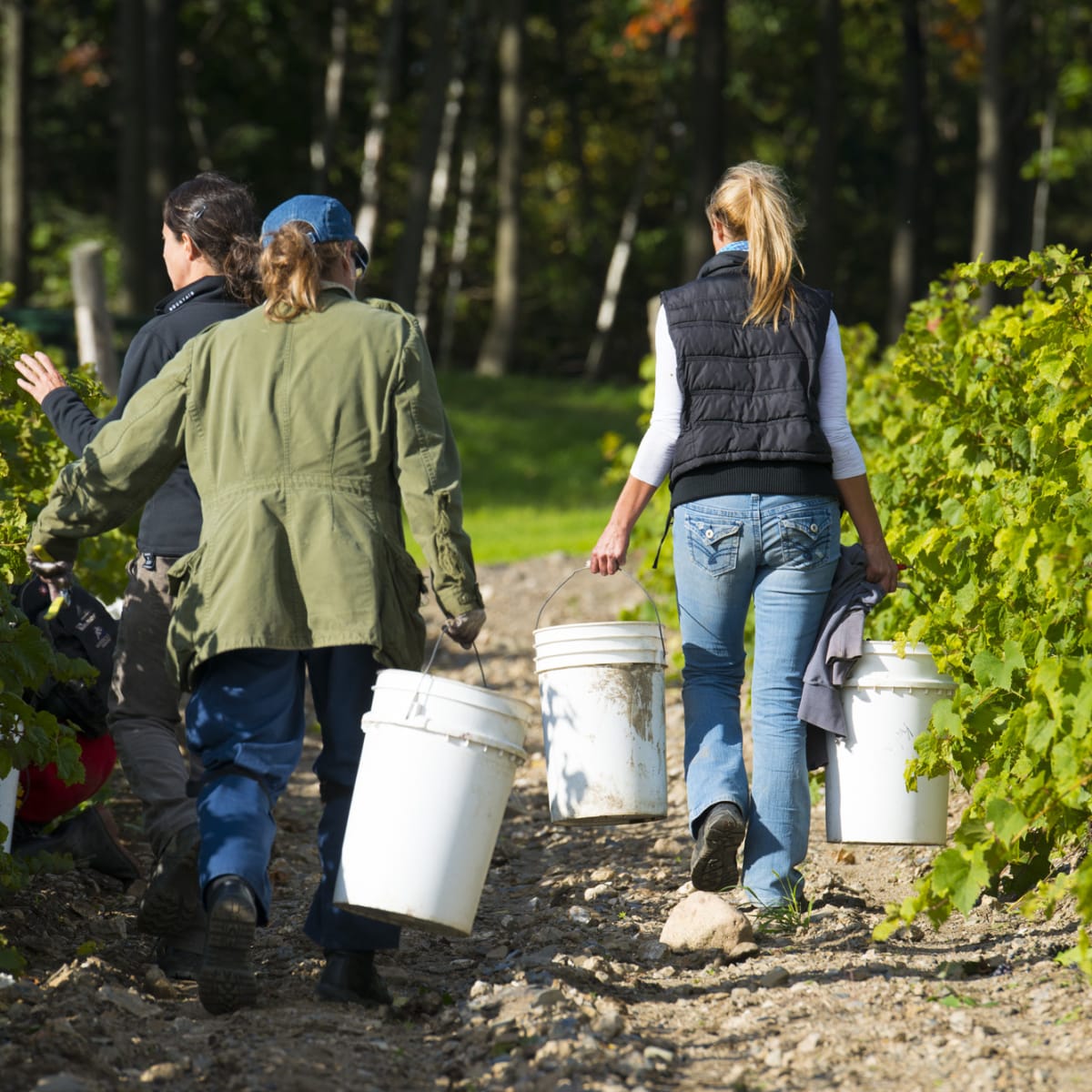 Three women carrying buckets of grapes between rows of vines.
