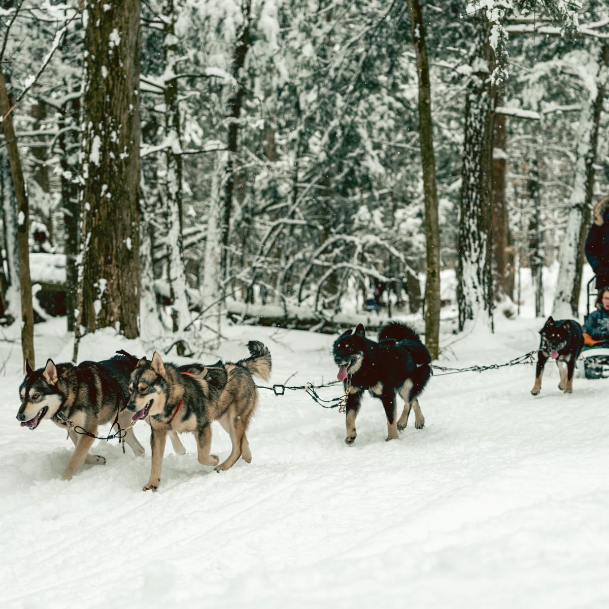 Two people on a dog sled in a wintry setting.