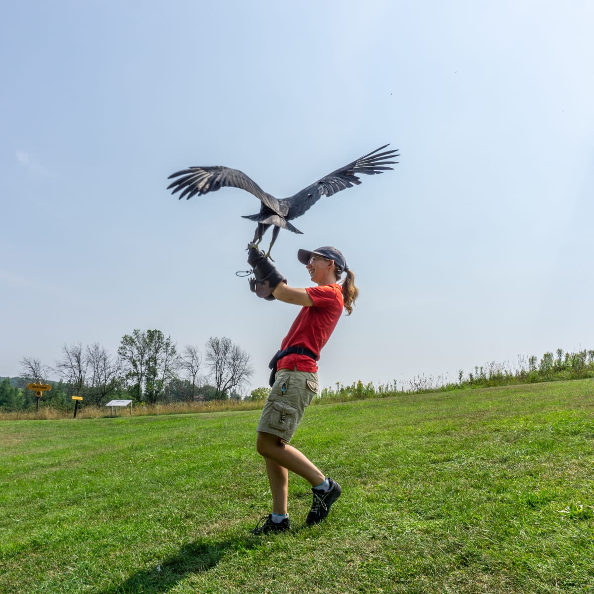 Animatrice avec un oiseau de proie.