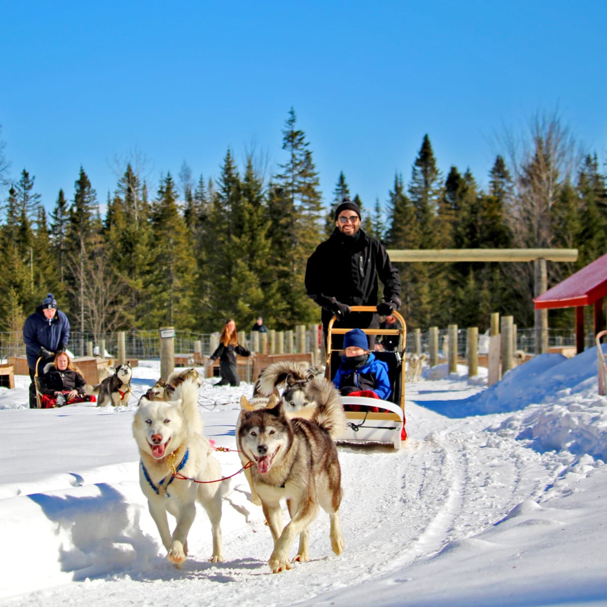 Excursion en traîneau à chiens