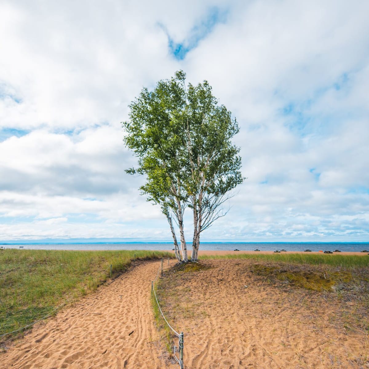 Arbre au bord du lac au parc national de la Pointe-Taillon.