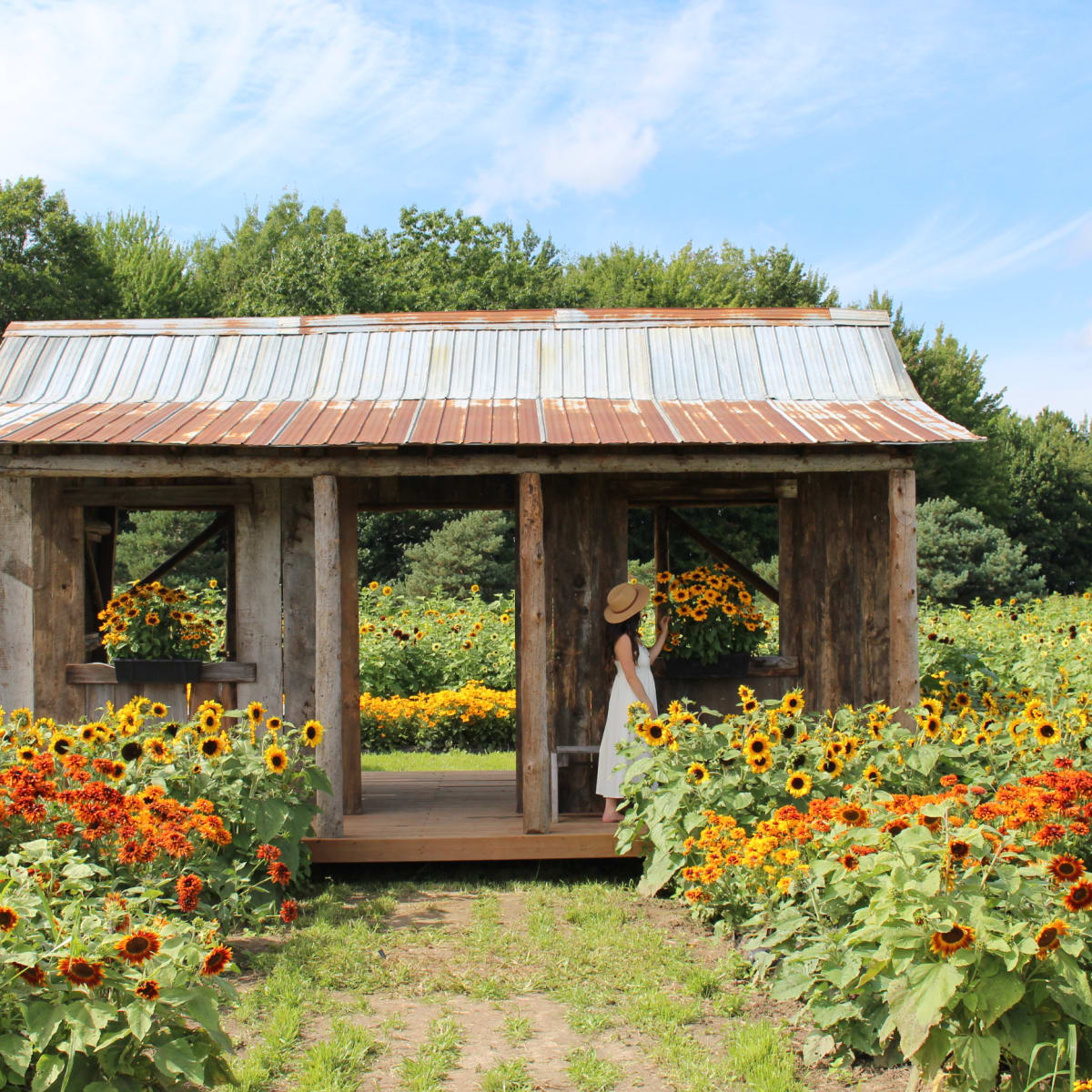 Jeune femme dans un champ de tournesols à Vaudreuil.