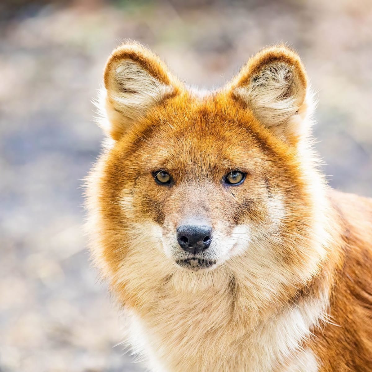 Close-up of the head of a dhole.