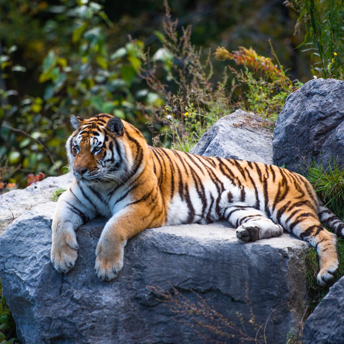 A tiger resting on a rock.