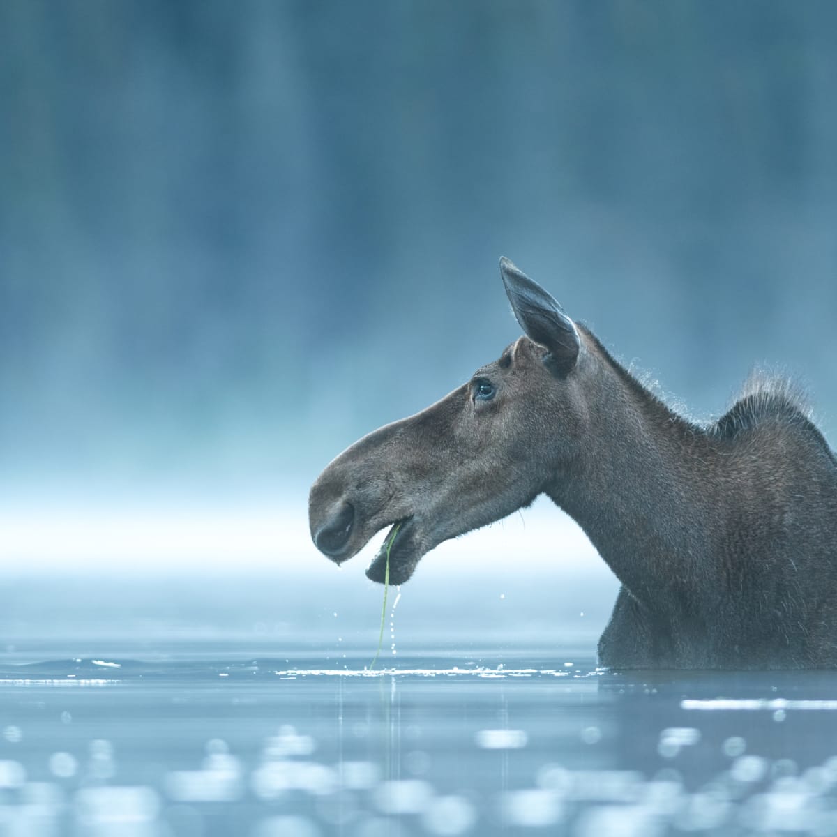 Moose