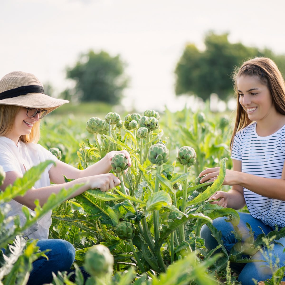 Two women picking artichokes in a field.