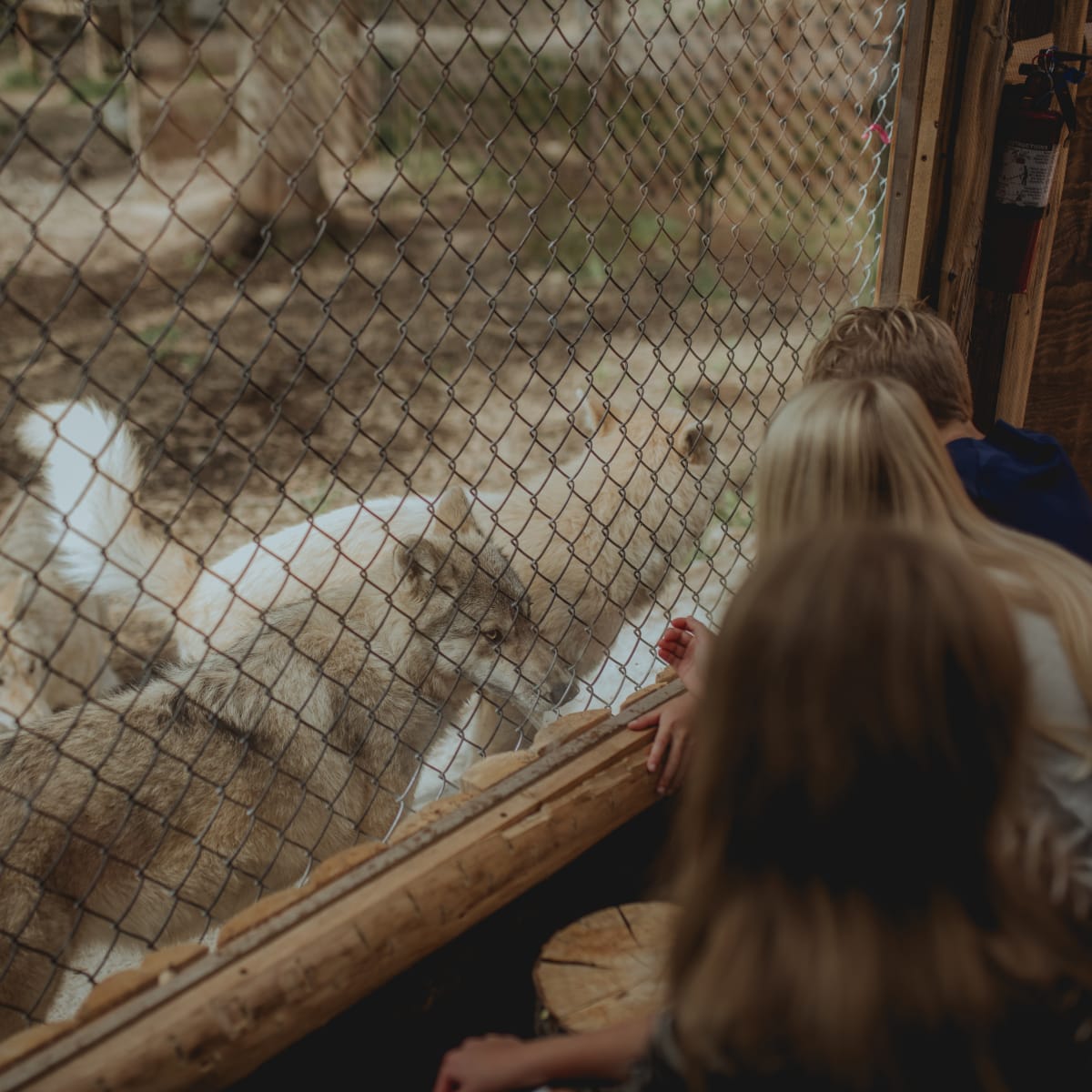 Sanctuaire de loups LUPO - Trois personnes accroupies interagissent avec trois loups, derrière une clôture