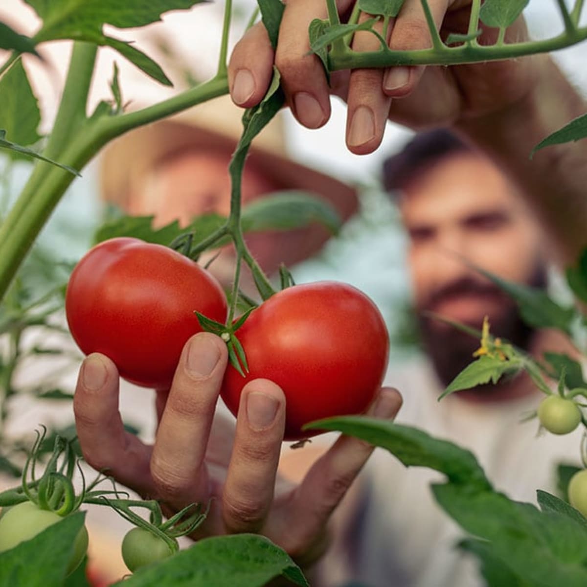 Homme cueillant des tomates en serre. 