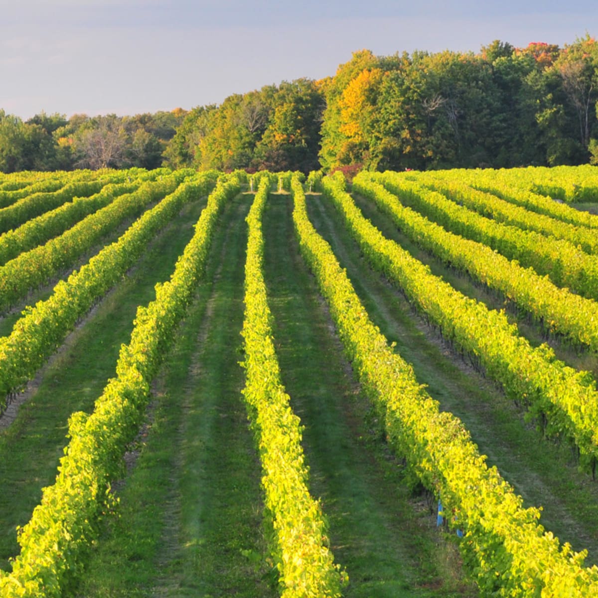Terroir et Saveurs du Québec: Vignes.