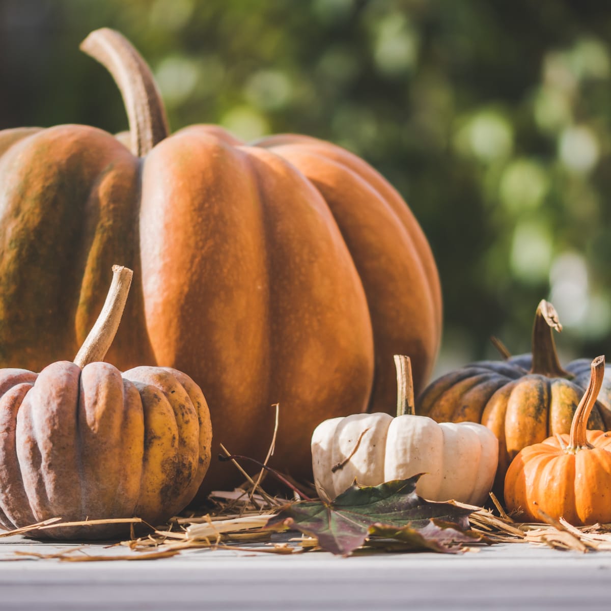 Terroir et Saveurs du Québec: Citrouilles.